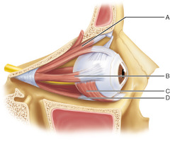 Identify the muscle responsible for depressing the eye and turning it laterally.