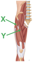 Identify the muscles indicated by the arrows