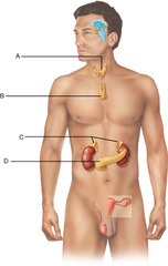 Identify the pancreas. 
A
B
C
D