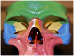 Identify the part of the ethmoid bone that contributes to the nasal septum.