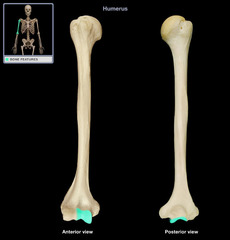 Identify the region of the humerus that articulates with the ulna.