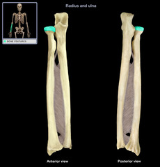 Identify the region of the radius that articulates with the ulna.