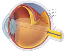 Identify the region that belongs to the fibrous layer of the eye. Select from choices A-D.