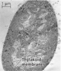 Identify the thylakoid membrane of the cyanobacterium shown here.