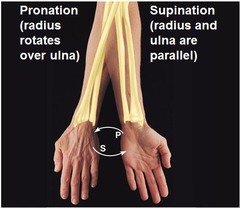 Identify the types of movement enabled by the articulation between the radius and ulna at the elbow.
