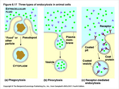 If a cell is selectively reducing the concentration of a particular enzyme in the extracellular fluid it will likely utilize ________.