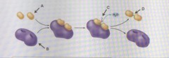 If the molecules indicated by (A) are amino acids, then the line in the figure indicated by (D) is __________.

an active site
a hydrogen bond
a peptide bond
an R group
