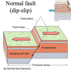 In a normal dip-slip fault, which of the following statements describes the movement of the hanging wall relative to the footwall?