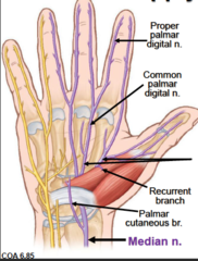 In carpal tunnel syndrome, there may be tingling and numbness in the thumb due to compression of the ______.