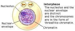 In dividing cells, most of the cell's growth occurs during ______.