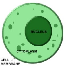 In eukaryotic cells with no cell wall, division of the cytoplasm begins where?