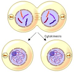 In most eukaryotes, division of the nucleus is followed by ______, when the rest of the cell divides.