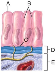 In the diagram shown below, where is the apical surface of the epithelial cell?
