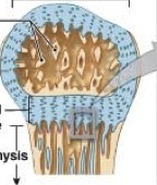 In the epiphyseal plate, cartilage grows: