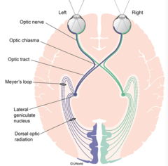 In the visual pathways to the brain, the optic radiations project to the ________.
Select one:
a. optic chiasma
b. lateral geniculate body
c. primary visual cortex 
d. medial retina