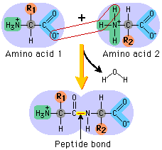 In this diagram a biological polymer is being broken down; the fuzzy yellow lines represent a chemical reaction that is removing a subunit. Which statement is true?