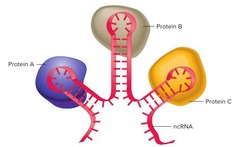 In this figure, what role is played by the ncRNA?
Multiple choice question.
Scaffold
Decoy
Blocker
Ribozyme