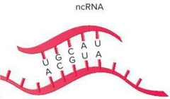 In this image, an ncRNA is shown bound to what type of molecule?
Multiple choice question.
mRNA
Protein
DNA
Small molecule