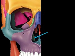 Inferior nasal conchae (turbinates)