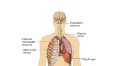 Inspiratory neurons send information to the diaphragm via what nerve?