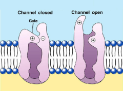 ion channels