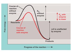 Is the Ea smaller or bigger with an enzyme? Is the rate slower or faster with an enzyme?