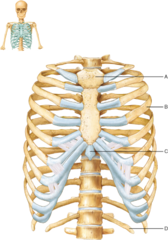 It passes from the vertebral column to the sternum via its own costal cartilage.