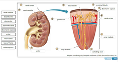 Label the diagram of the kidney and nephron below.
Drag the labels to their appropriate locations on the diagram below. Labels can be used once, more than once, or not at all.