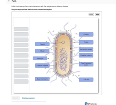 Label the drawing of an enteric bacterium with the antigens and virulence factors.