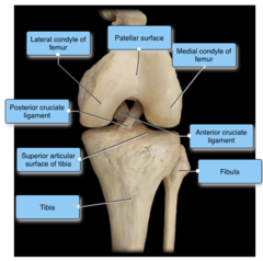 Label the structures of the knee.