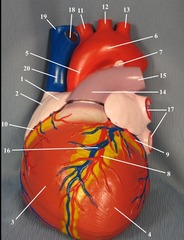 left atrium and left ventricle