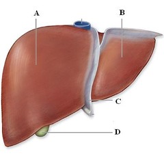 left lobe of the liver