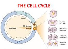 Life of a cell - just read through answers