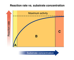 Look at the graph of reaction rate versus substrate concentration for an enzyme.
In which region does the reaction rate remain constant?

A 
B 
C