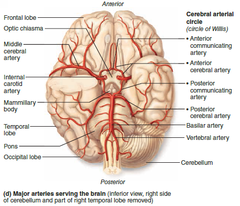 major arteries surrounding the brain pg 641