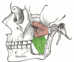 Medial pterygoid