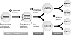 meiosis results in the formation of four haploid daughter cells