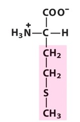 Methionine (Met/M)