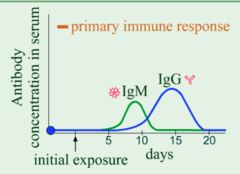 Microbiology Animation: Humoral Immunity: Primary Immune Response:

Part C


According to the animation, on what day does IgM first appear?

 Day ten
 Day fifteen
 Day five
 Day one