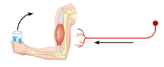 motor neuron