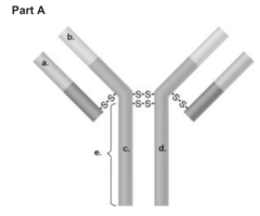 Multiple Choice Question 17.28

Part A

See Pictures

In the figure, which areas are similar for all IgG antibodies?
 a and b
 a and c
 b and c
 c and d
 b and d