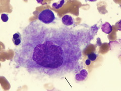 Name the cell from which the highlighted cell fragment is formed
