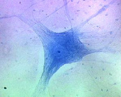 neuron; neuroglia