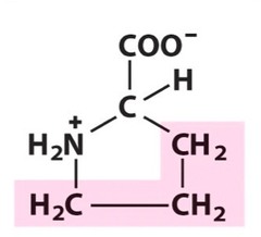 neutral nonpolar
- The structure of the amino acid R group determines the identity and character of amino acids.