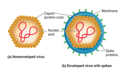 nonenveloped viruses