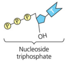 Nucleotides are added to a growing DNA strand as nucleoside triphosphates. What is the significance of this fact?