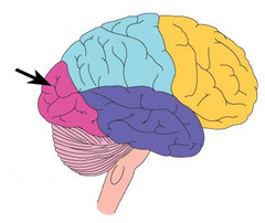 occipital