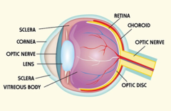 Ordinarily, it is not possible to transplant tissues from one person to another, yet corneas can be transplanted without tissue rejection. This is because the cornea: