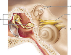 Otosclerosis, which can result in conduction deafness, affects which of these structures?