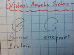 Pacman looks like enzymes, so it can be remebered that enzymes are mostly proteins because p stands for Pacman and ___.